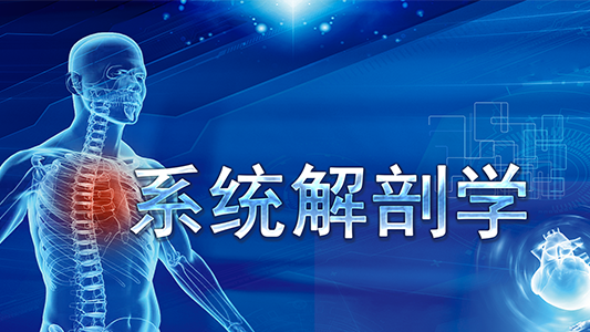 系统解剖学-非临床医学类
