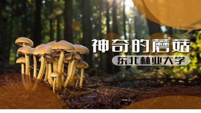 神奇的蘑菇-2022春