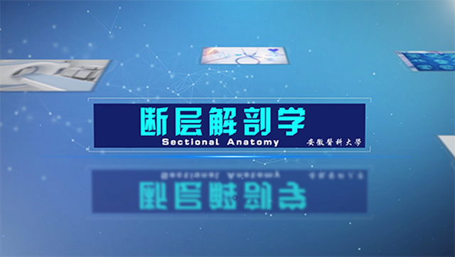 断层解剖学 Sectional Anatomy