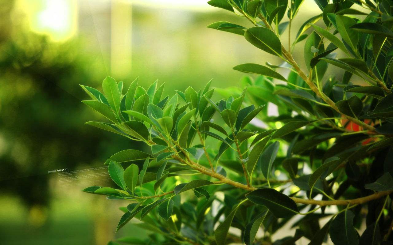 趣谈植物