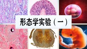 形态学实验（一）