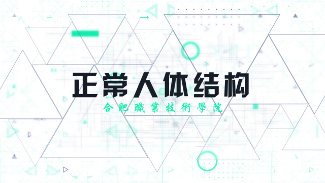 正常人体结构