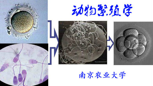动物繁殖学
