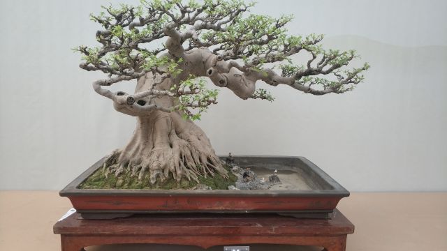 盆景制作与养护-2022春