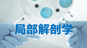 局部解剖学