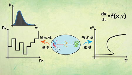 数学动力学模型：在生物物理和生物化学中的应用